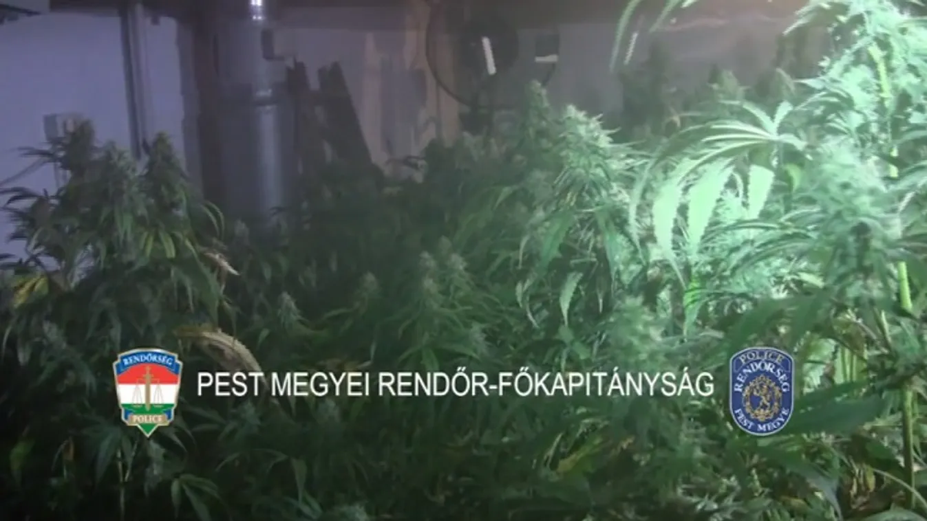 257 tő vadkender egy vecsési házban