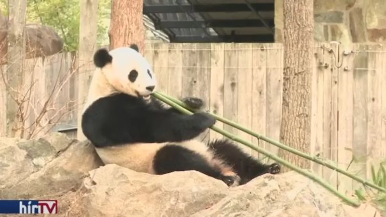 Hazamegy Bao Bao, a pandalány