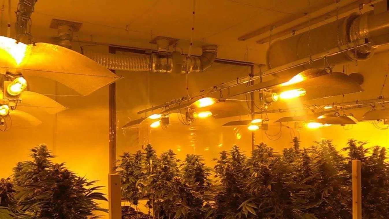 Az egyik szoba csak a vadkenderé volt