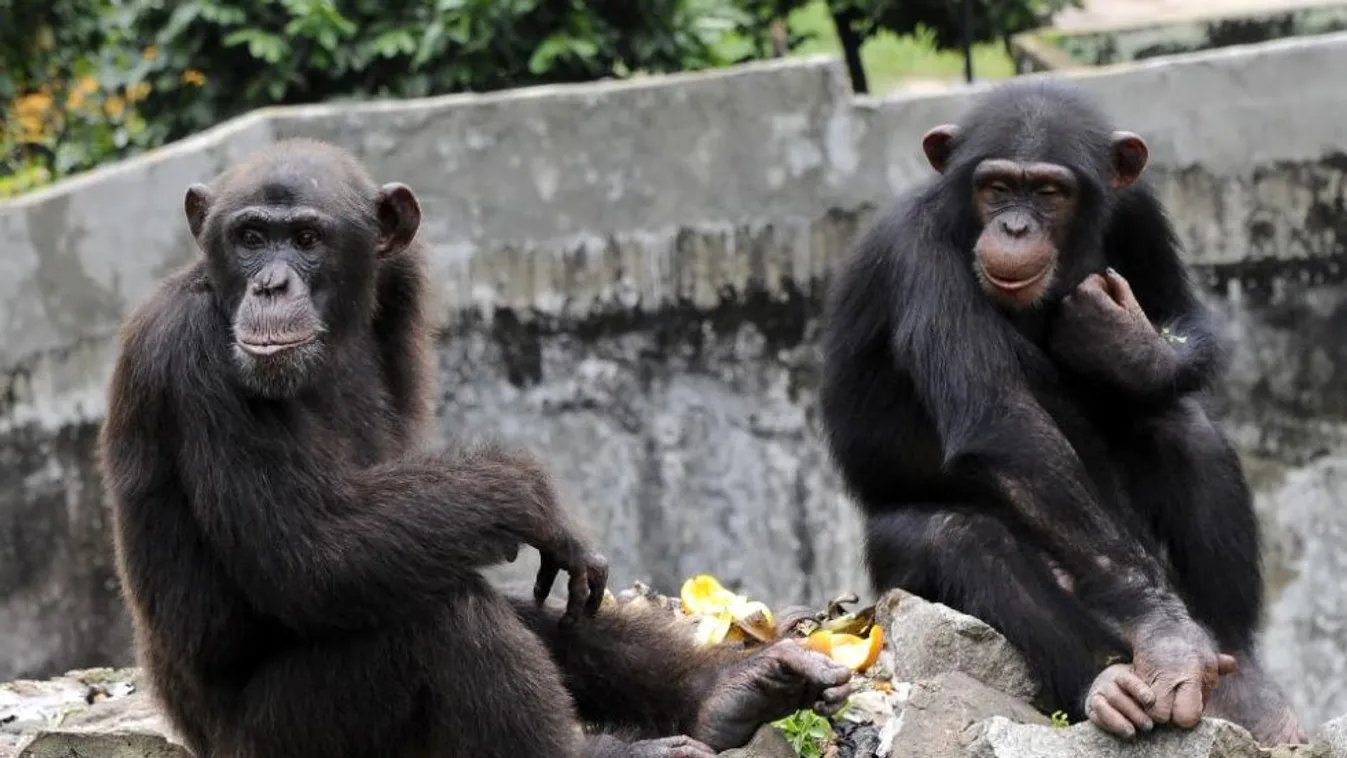 Csempészet és pusztítás – BBC Our World