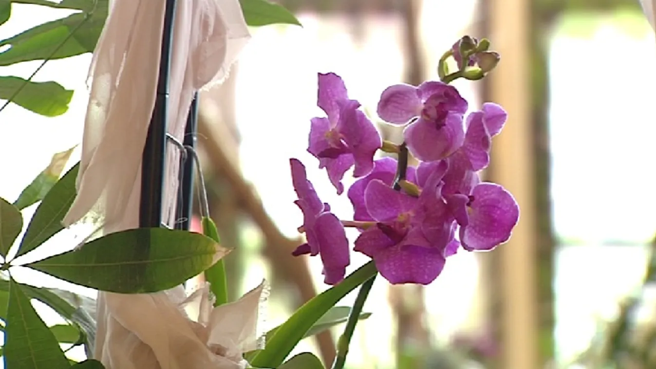 Sok ezer embert vonzottak a különleges orchideák