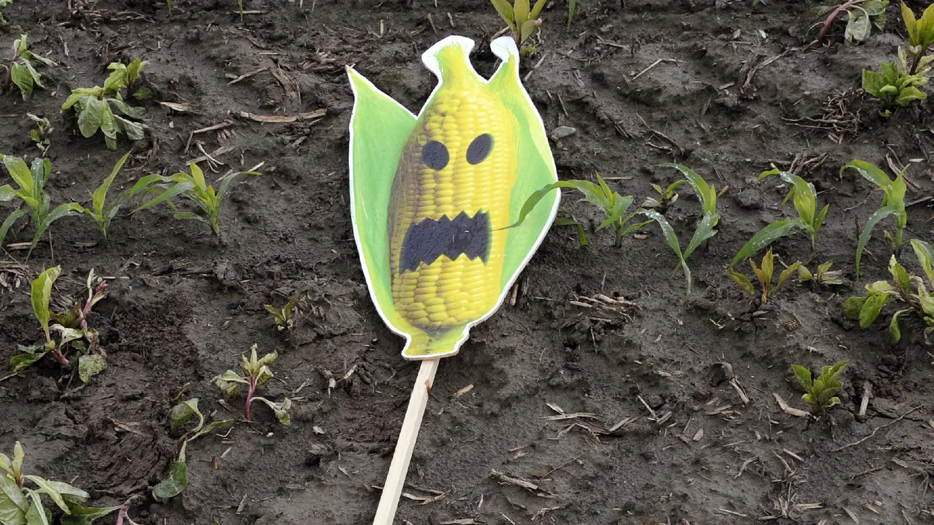 Az agrártárca a gmo-mentesség lazításán dolgozik