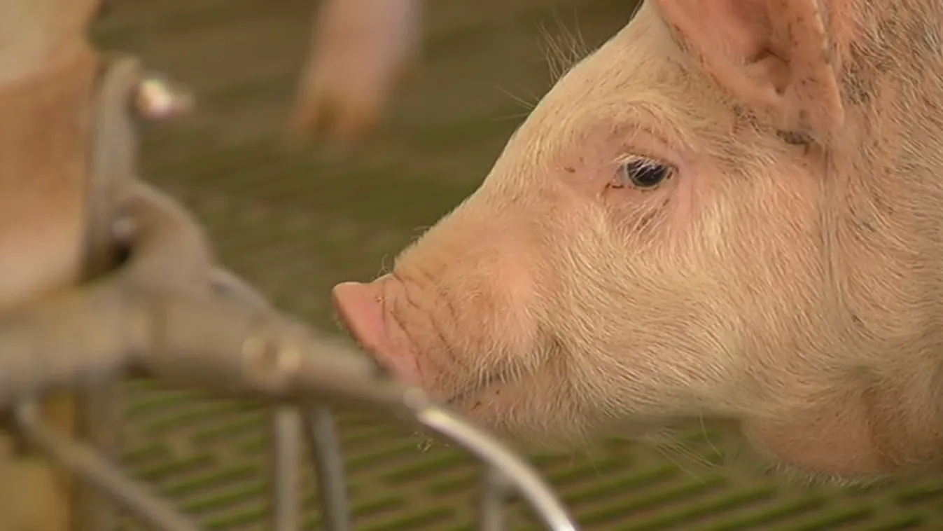 Kedvezőtlen tendencia – Soroló