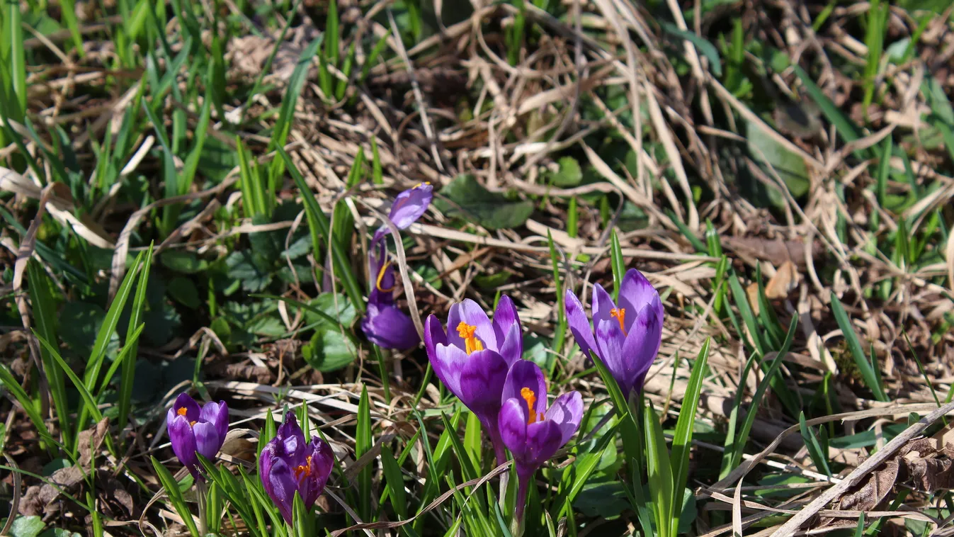 Krókuszok az avarban