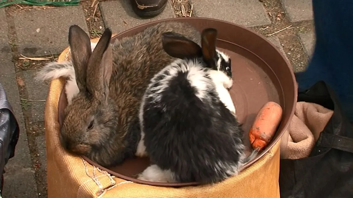 Nagy a keletje a nyúlbérlésnek