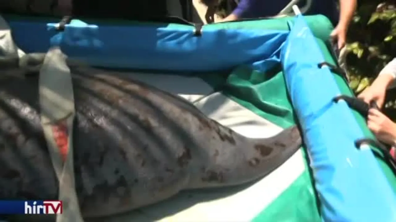 Lamantin-mentés Floridában