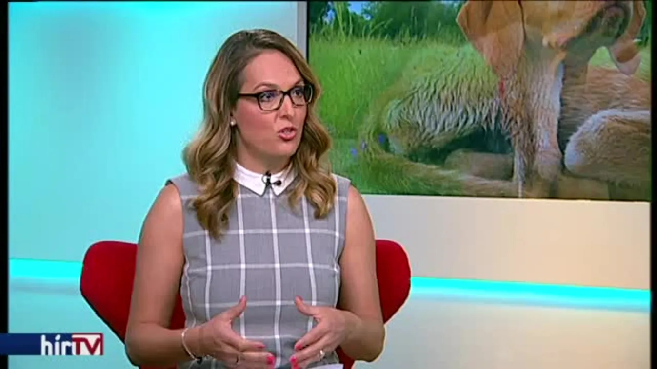 Reggeli járat - Mancs