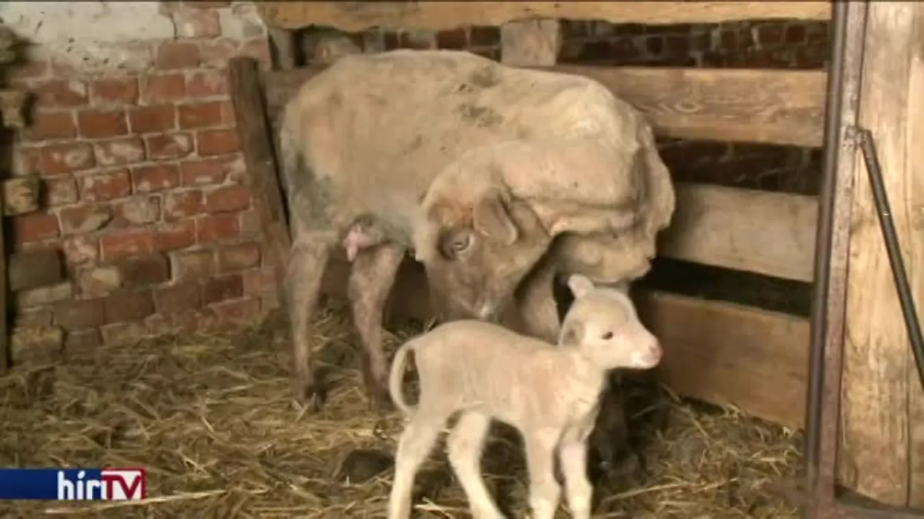 Elszegényedtek a gazdák a földbérleti pályázatok miatt