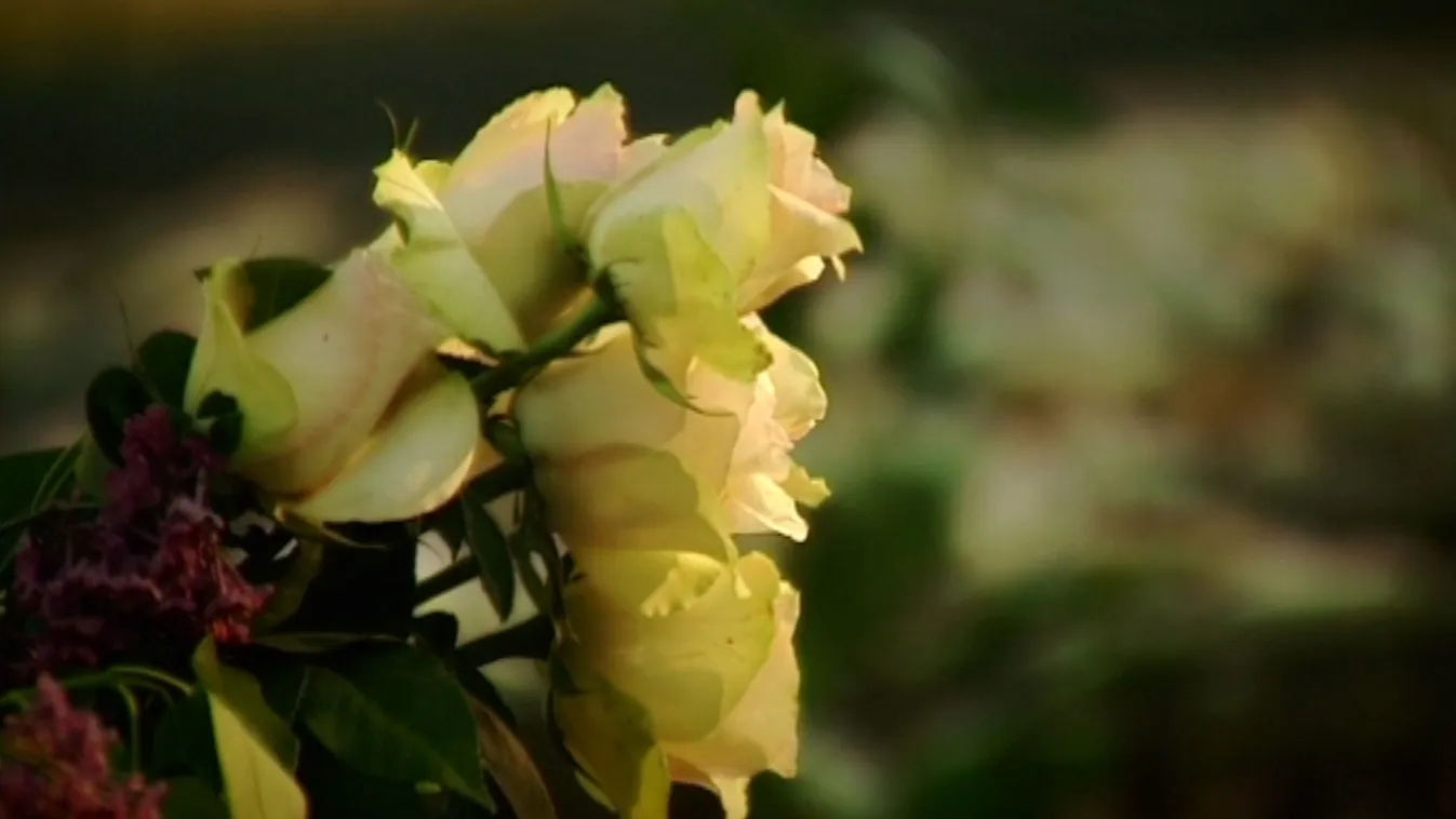 Jelöletlenül – Panaszkönyv