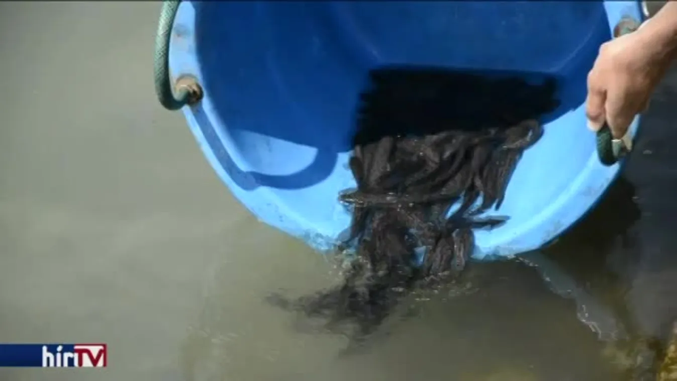 Folytatódik a menyhal újratelepítése a Balatonba