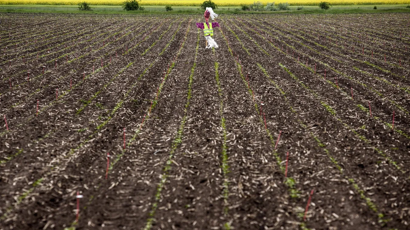 A madárhessegetők tízparancsolata