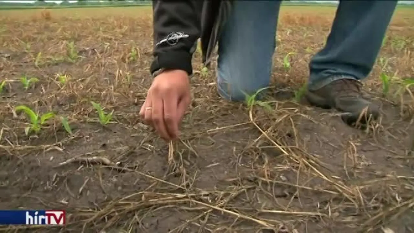 Betett a fagy az őszi vetésnek és a gyümölcsösöknek