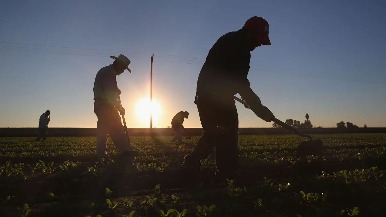 Amerikai populista farmermozgalmak
