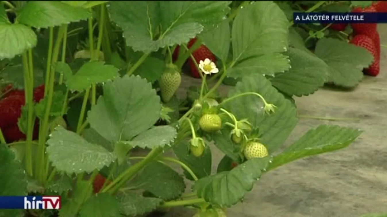 Tönkreteheti a kútsarc a termesztőket