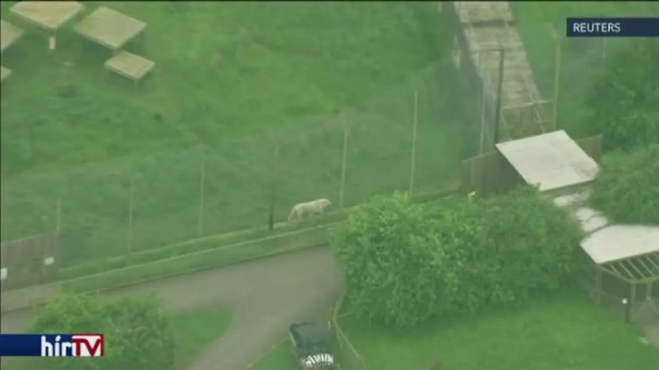 Széttépte gondozóját a tigris