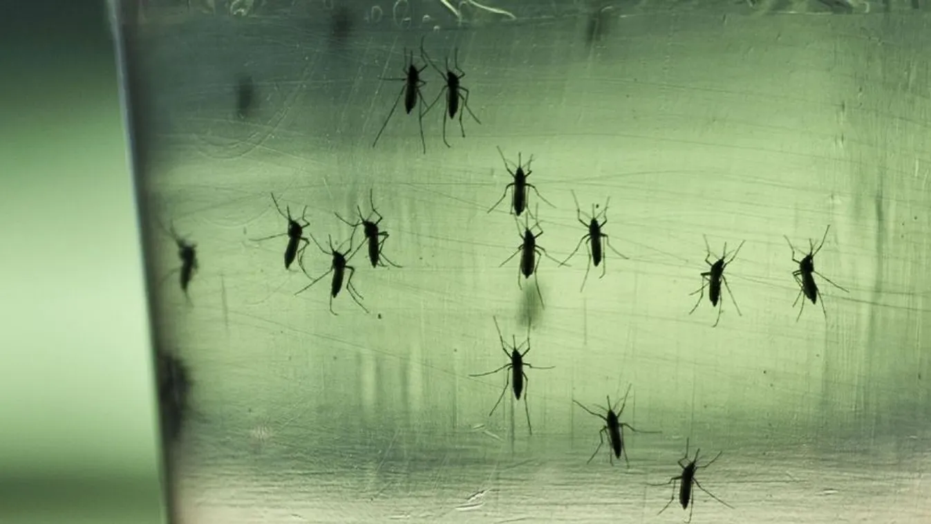 „Bődület, mi van itt”: nem győzik az inváziót