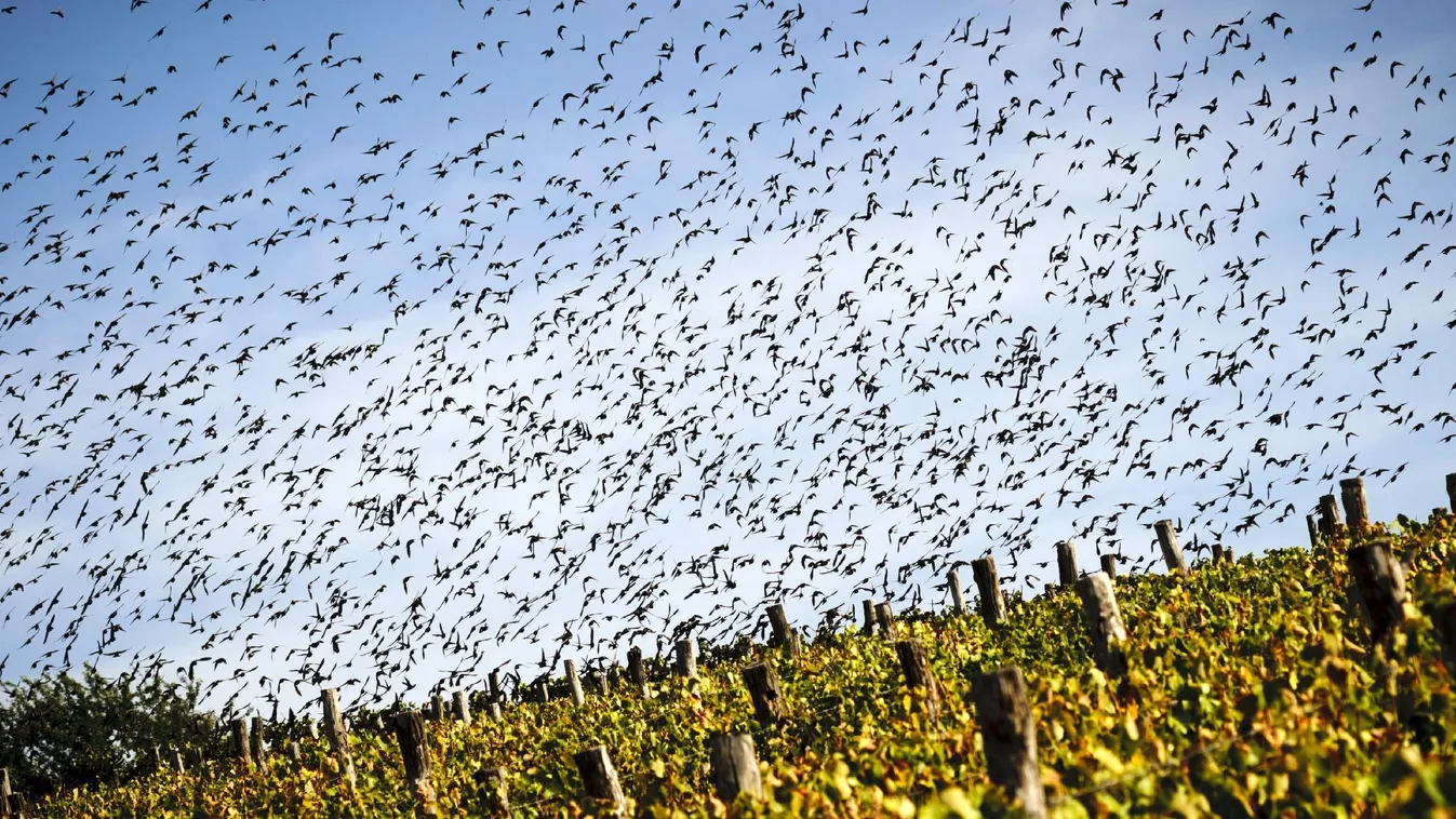 A hegyközséghez préselik át az állami óriás borászatot