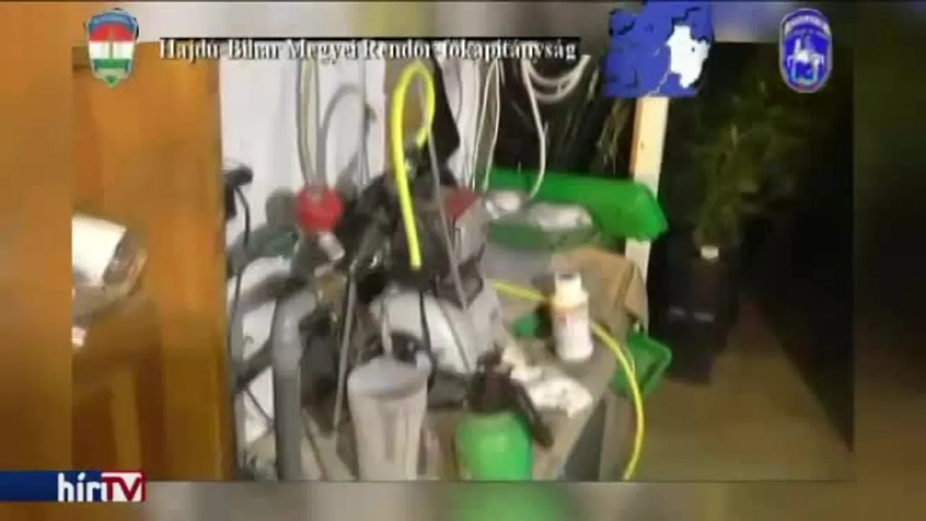 50 milliós marihuánaültetvényt számolt fel a rendőrség