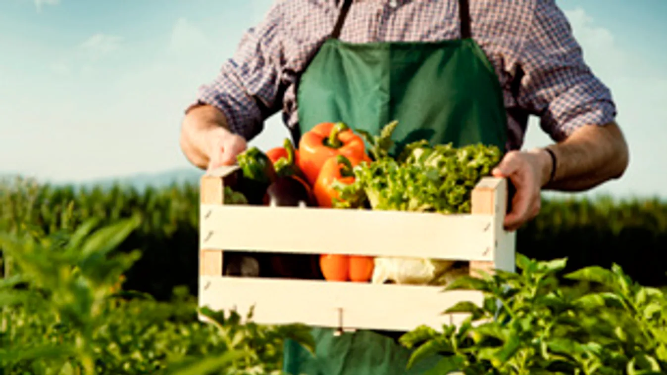 Hobbisarok – Soroló