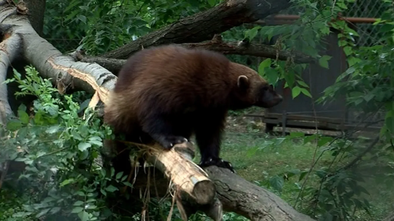 Ilyet sem látni mindennap: zsákból falták a húst