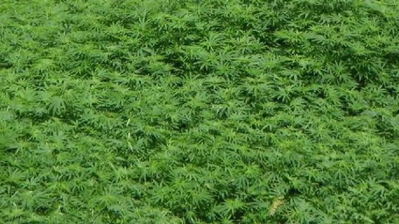 Szaga buktatta le a drogcsempészt