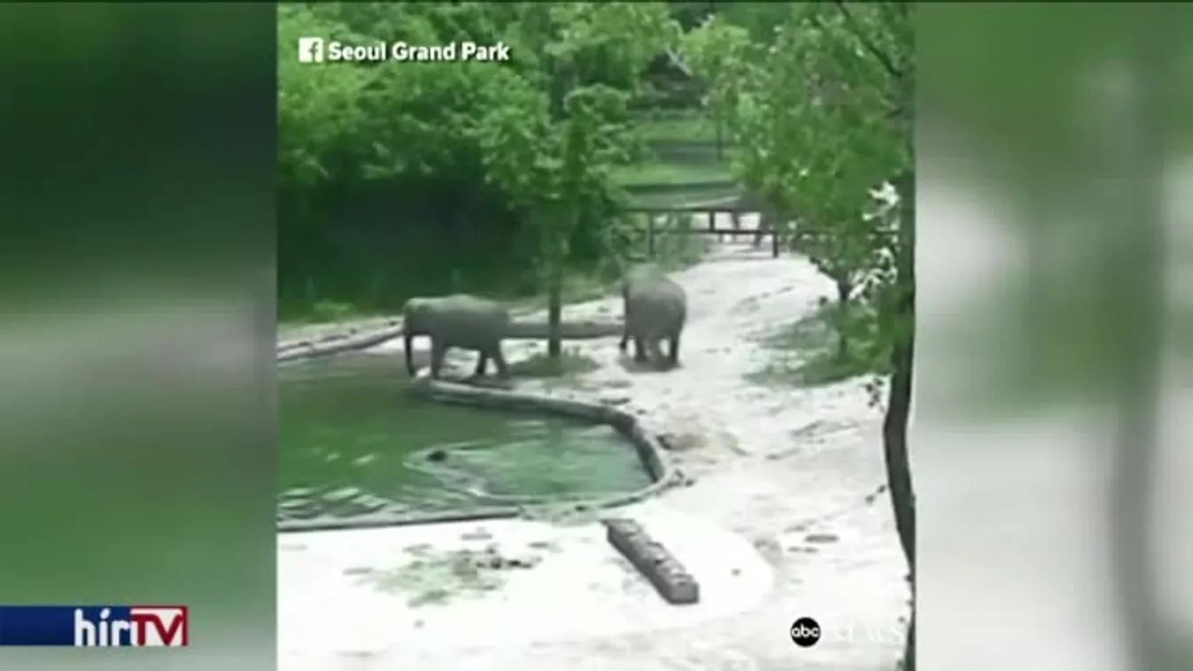 Elefántok mentettek elefántbébit