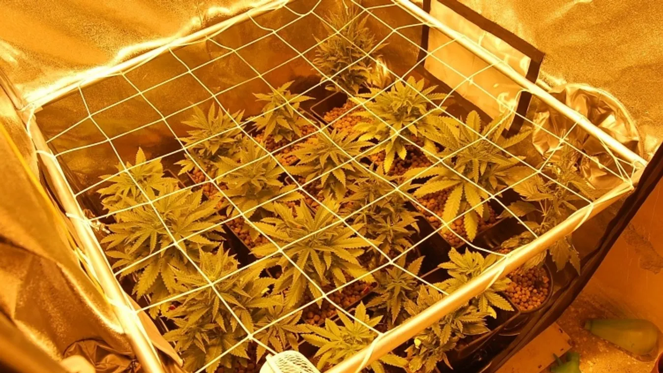 Igazoltatásnál buktak le a kábszertermesztők