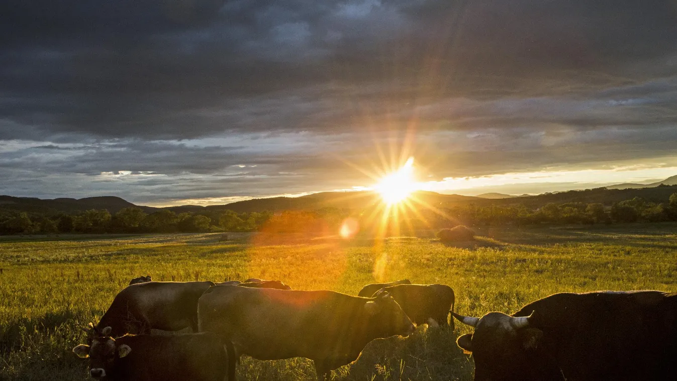 Sosem lesz a marha politikailag megbízhatatlan