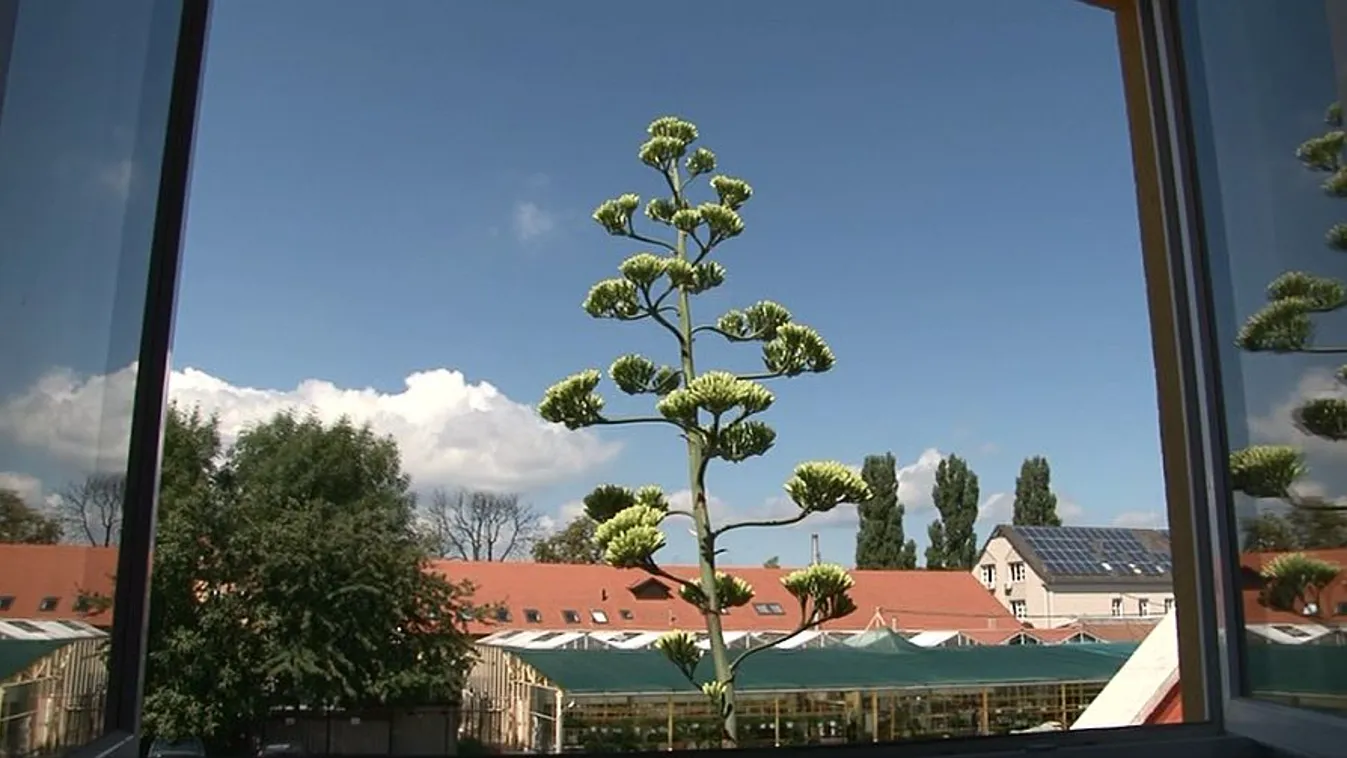 A negyvenéves kaktusz virágzására várnak