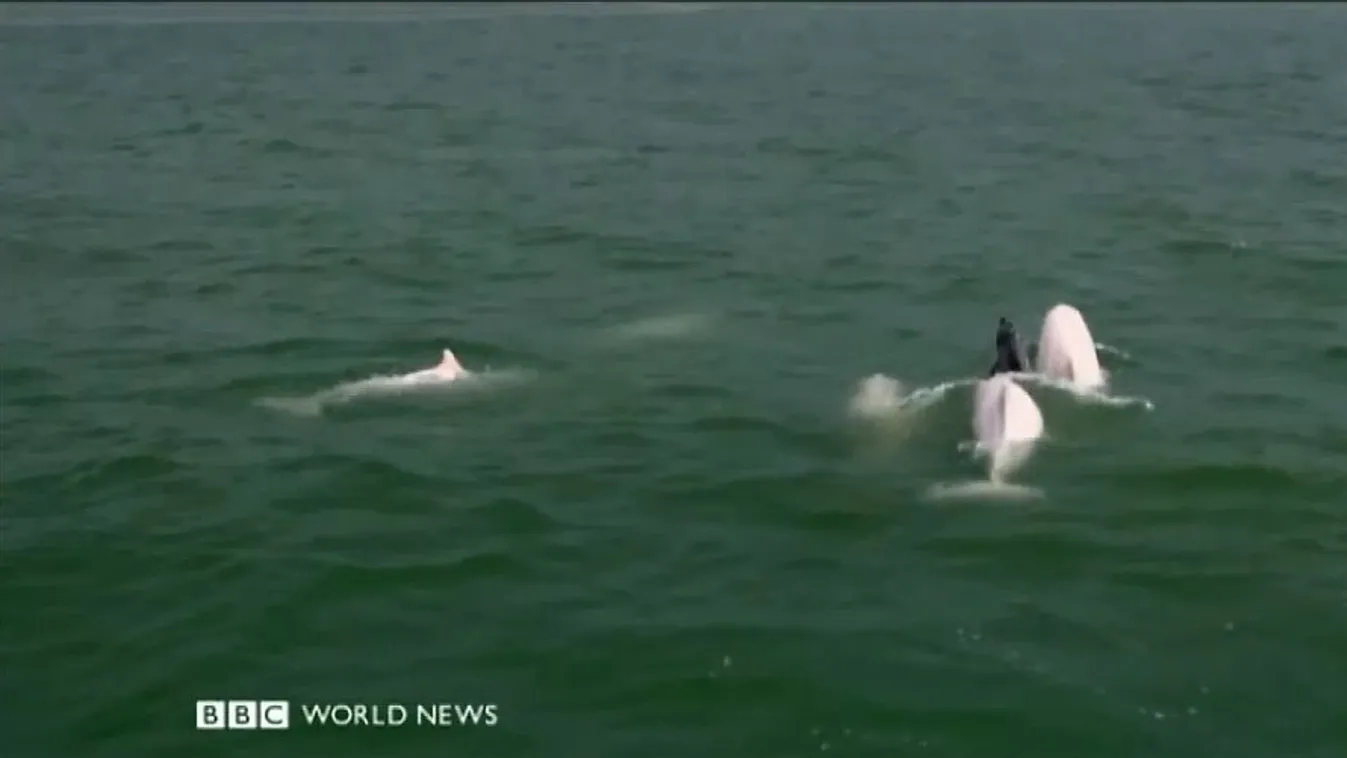 Rózsaszín delfinek – BBC Travel Show