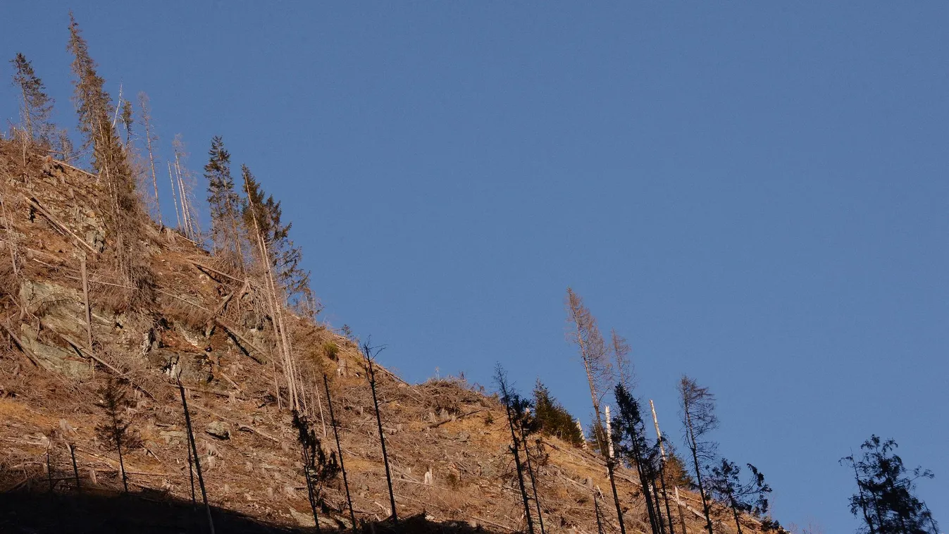 Enyhült az állami szigor, újult erővel folyhat az erdőirtás Romániában