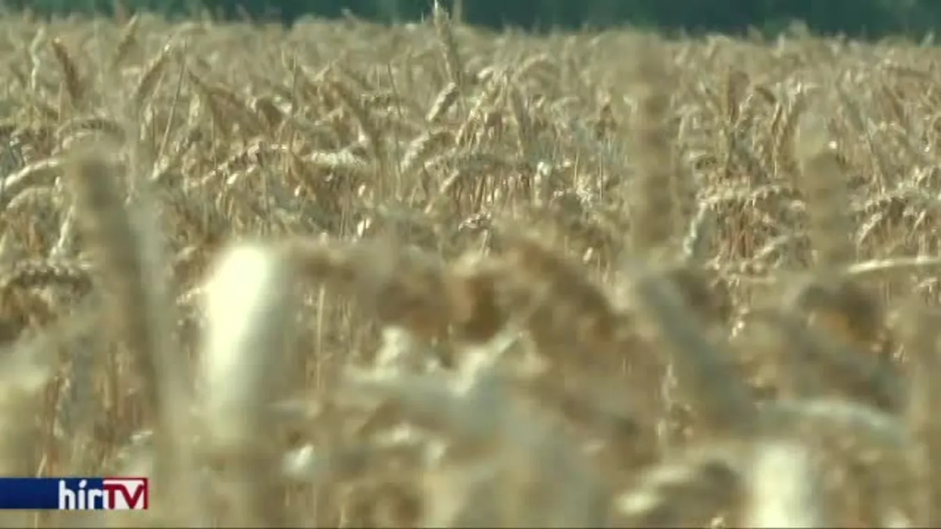 Exportra is jut az idei termésből