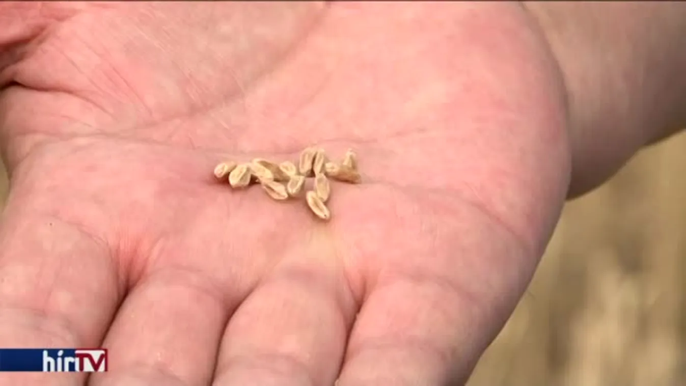 Az esőhiány rányomta a bélyegét a termésre