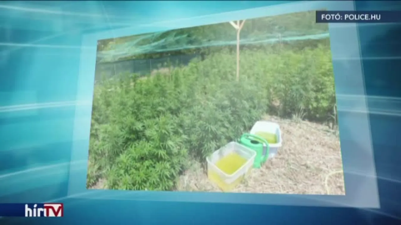 Udvarán nevelte a kannabiszt