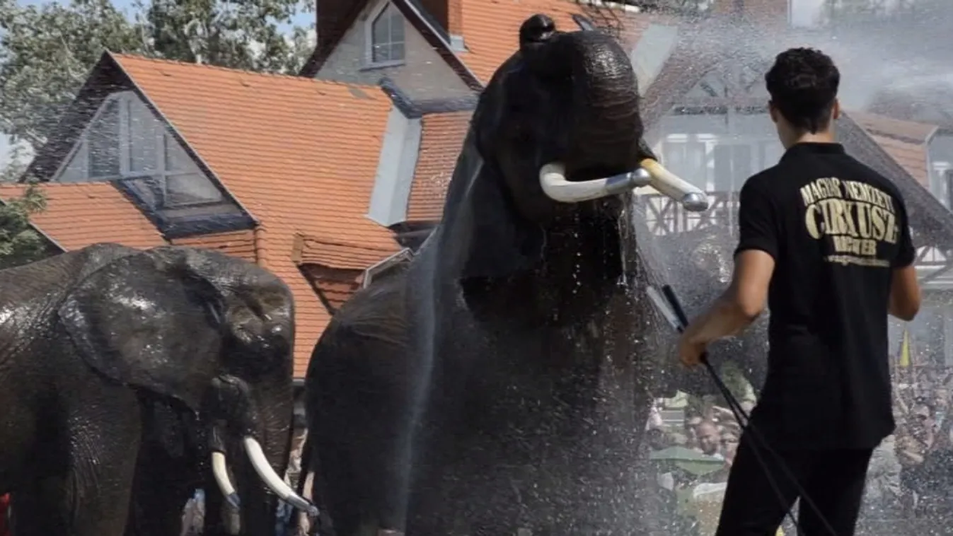 Elefántok pancsoltak a Balaton partján