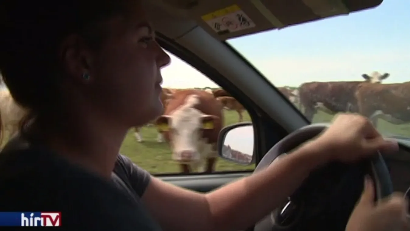 Több ezer állat gondozását irányítja – Soroló