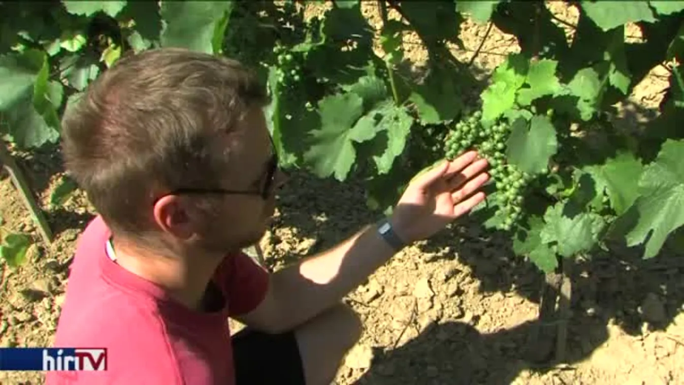 Terjed a lisztharmat a borvidéken