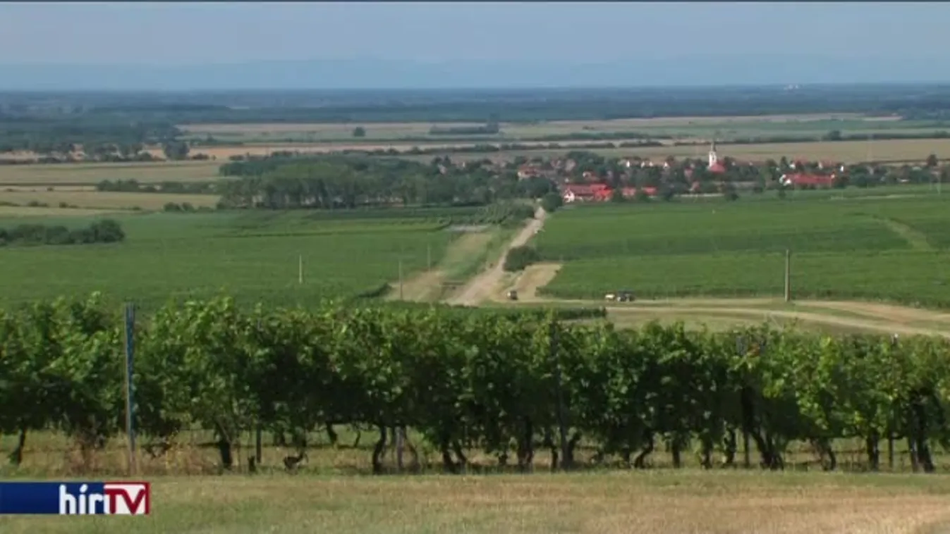 Kudarcos a magyar bormarketing