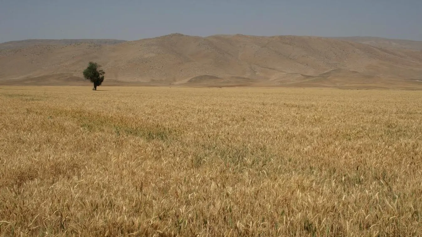 Gyengébb minőségű gabonatermésre számítanak