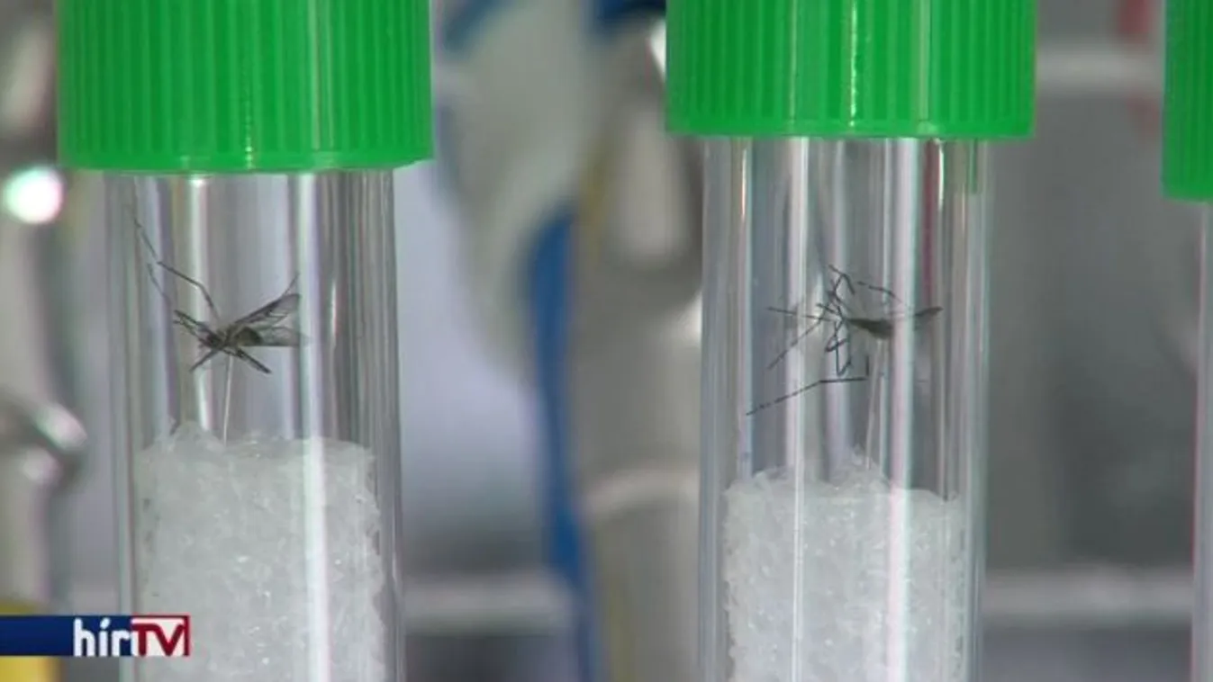 Zikavírus – Newsroom