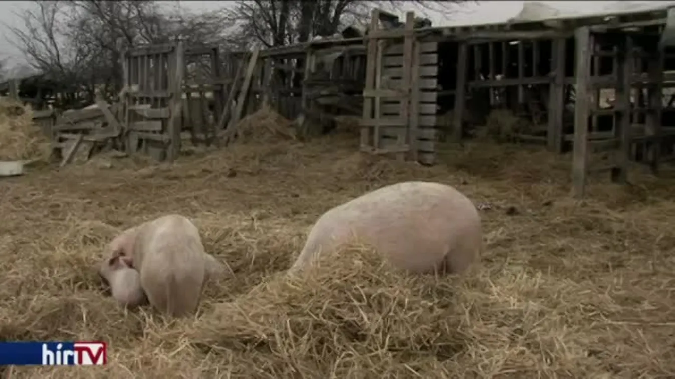 Nehézkes tanyára csokot kapni