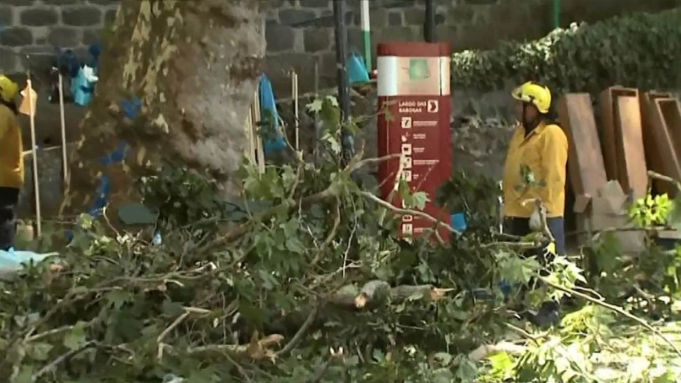 Hívőkre dőlt egy fa, magyar áldozat is van