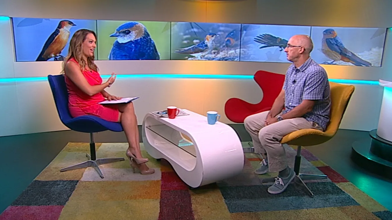 Új fecskefajt figyeltek meg Magyarországon