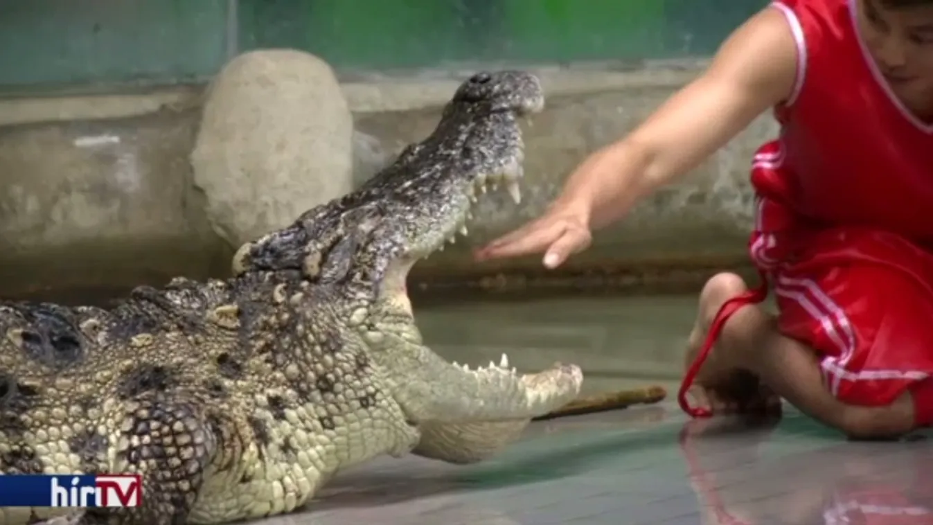 A krokodil csókja