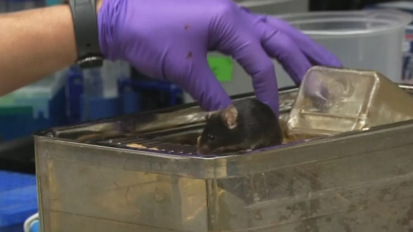 Áttörés: jöhet az örök élet?