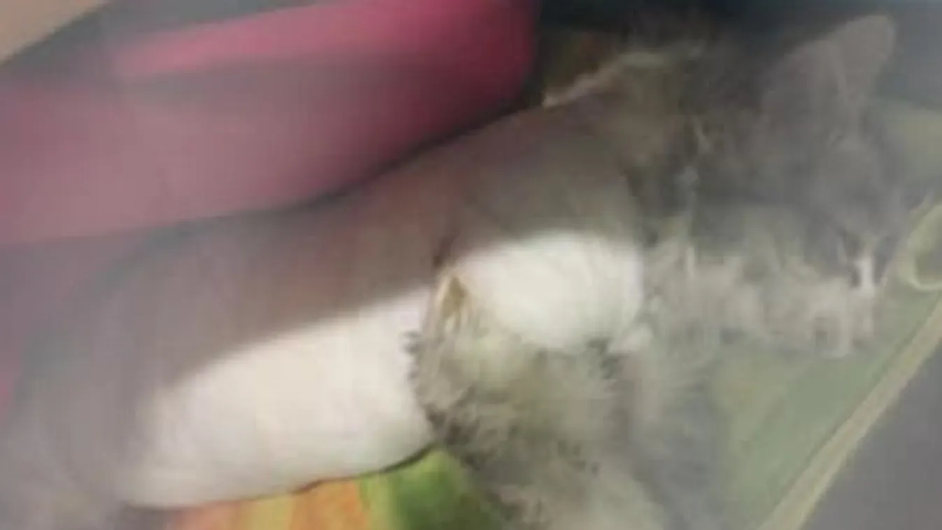 Elfogták a kegyetlen állatkínzókat