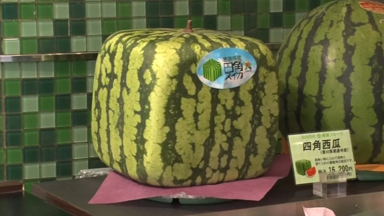 Megvesznek a kockadinnyéért