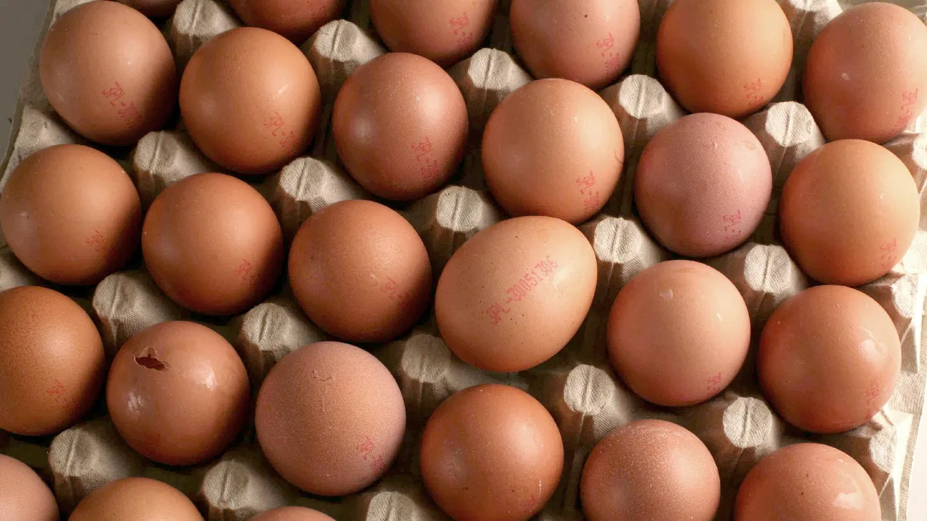 Egyre zűrösebb a tojásügy, négy szennyezett tételt talált a Nébih