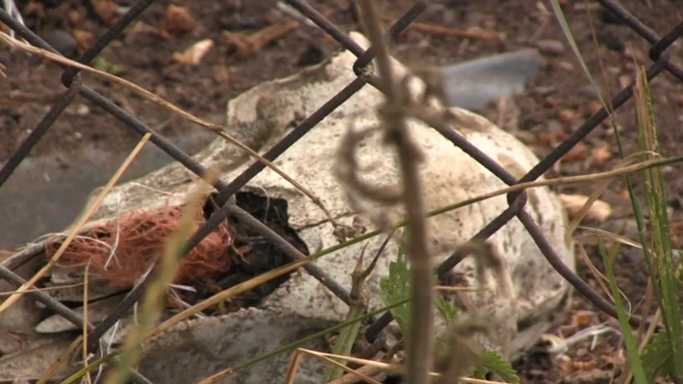 Tucatjával pusztultak az állatok a gazdaságban