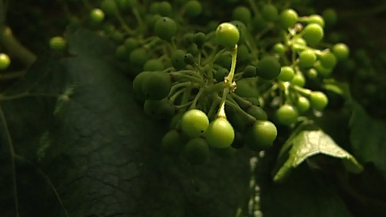 Mészáros kivásárolta Demjánt az egyik csúcspincészetből